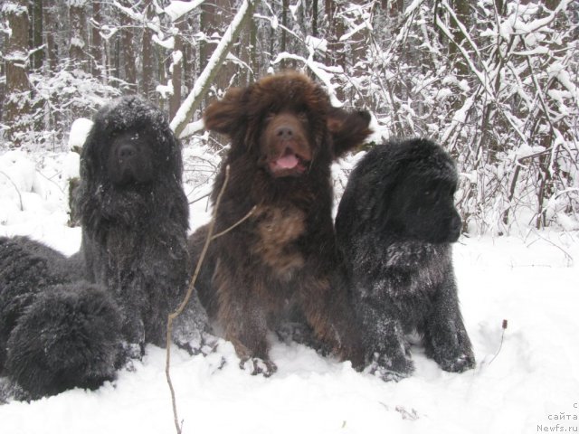Фото: ньюфаундленд Бегущая по Волнам Сеньорита Сенсация, ньюфаундленд Амулет Любви и Счастья (Amulet Lyubvi i Schastya), ньюфаундленд Премиум Брайт, ньюфаундленд Старбимовлав Де Жа Вю