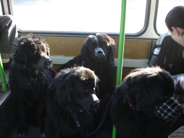 Фото: ньюфаундленд Чанси из Золотого Треугольника, ньюфаундленд Амулет Любви и Счастья (Amulet Lyubvi i Schastya), ньюфаундленд Сангрия, ньюфаундленд Норт Фэйс Лаванда