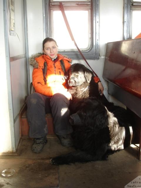 Фото: ньюфаундленд Сангрия, ньюфаундленд Норт Фэйс Лаванда, Анна Лутченкова