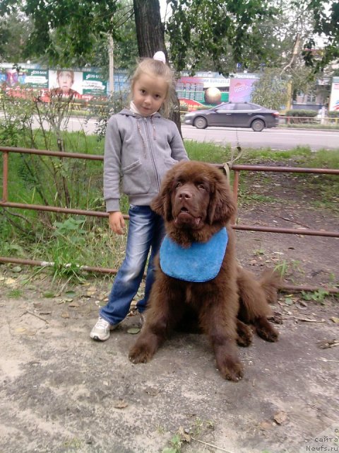 Фото: ньюфаундленд Хорунжий с Берега Дона (Horunzhy s Berega Dona)