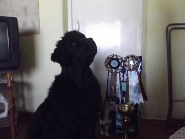 Фотография № 111833