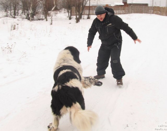Фото: Алексей Нистратов, ньюфаундленд Супер Бизон Екатеринбург (Super Bizon Ekaterinburg)