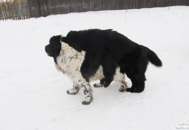 Фото: ньюфаундленд Их Высочество Владлена Маджикс, ньюфаундленд Супер Бизон Екатеринбург (Super Bizon Ekaterinburg)