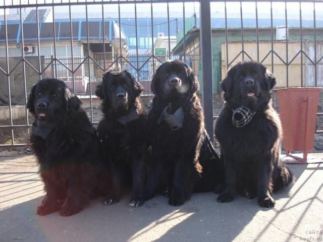 Фото: ньюфаундленд Чанси из Золотого Треугольника, ньюфаундленд Амулет Любви и Счастья (Amulet Lyubvi i Schastya), ньюфаундленд Сангрия, ньюфаундленд Норт Фэйс Лаванда