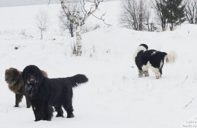 Фото: ньюфаундленд Их Высочество Владлена Маджикс, ньюфаундленд Супер Бизон Екатеринбург (Super Bizon Ekaterinburg), Дан