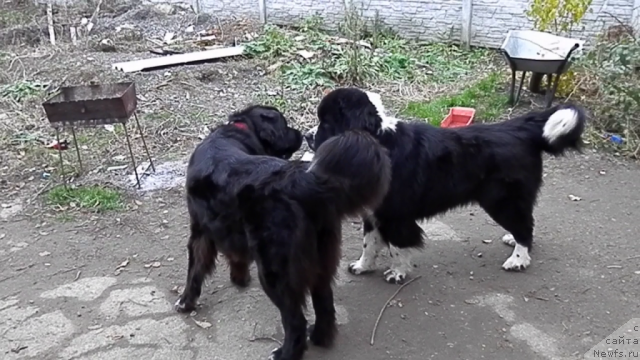 Фото: ньюфаундленд Арна (Arna), ньюфаундленд Abbat Black Sabbath Super Mishka