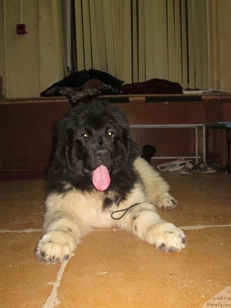 Фото: ньюфаундленд Кипер Соул Нью Стар (Keeper Soul New Star)