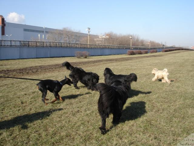 Фото: Саня, Ваня и Джесса