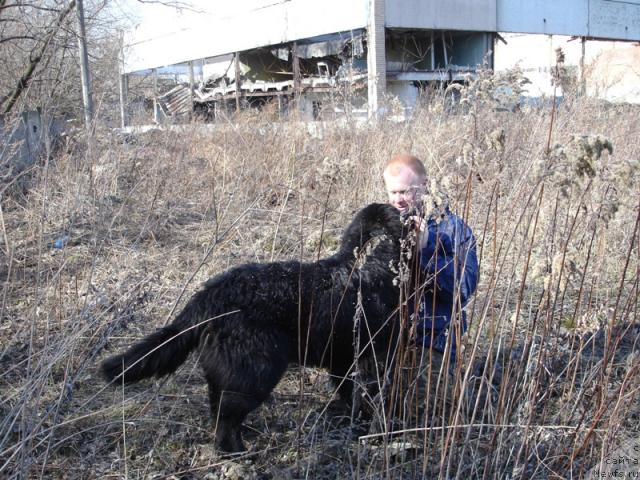 Фото: ньюфаундленд Амулет Любви и Счастья (Amulet Lyubvi i Schastya)
