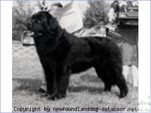 Фото: ньюфаундленд Wee Lovetts Island of Manitou