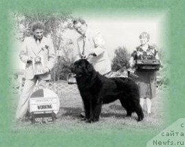 Фото: ньюфаундленд Wee Lovetts Island of Manitou