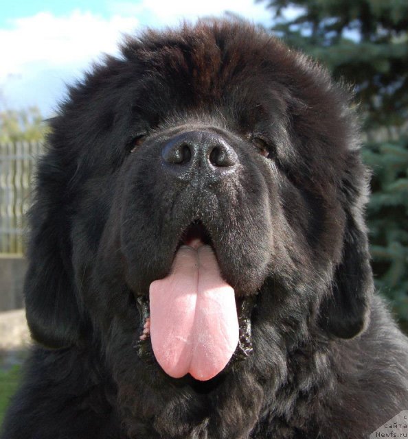 Фото: ньюфаундленд Milord Nuo Ozo Kalvu