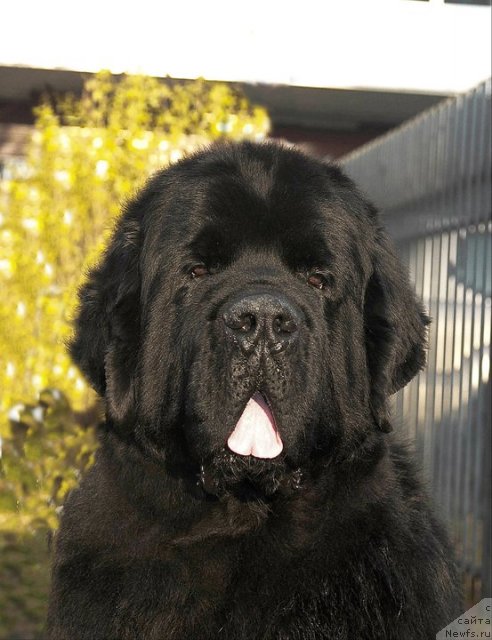 Фото: ньюфаундленд Bowaters Time Traveler