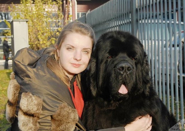 Фото: ньюфаундленд Bowaters Time Traveler