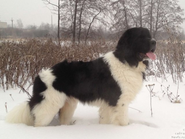 Фото: ньюфаундленд Чинзано Асти от Сибирского Медведя