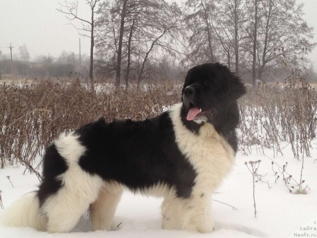 Фото: ньюфаундленд Чинзано Асти от Сибирского Медведя