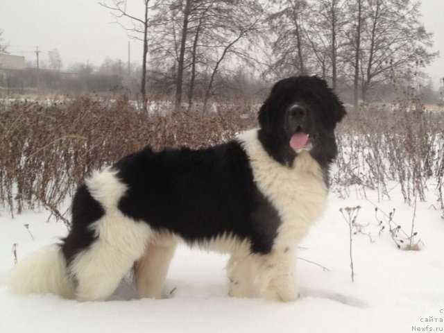 Фото: ньюфаундленд Чинзано Асти от Сибирского Медведя