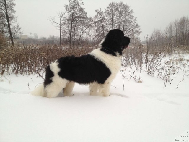 Фото: ньюфаундленд Чинзано Асти от Сибирского Медведя