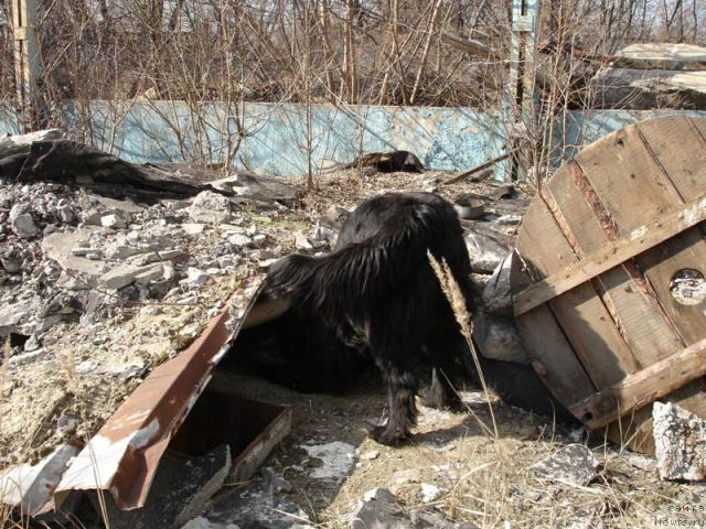 Фото: ньюфаундленд Сангрия