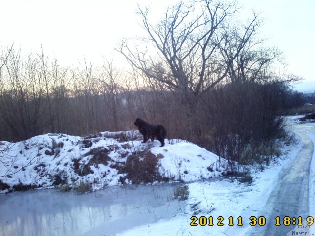 Фото: ньюфаундленд Несси Блэк с  Лесной Заимки