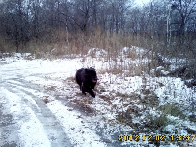 Фото: ньюфаундленд Несси Блэк с  Лесной Заимки