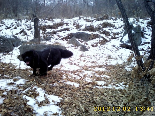 Фото: ньюфаундленд Несси Блэк с  Лесной Заимки