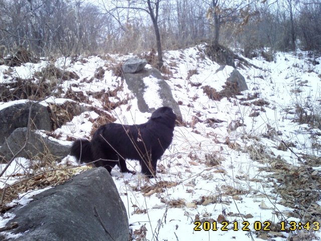 Фото: ньюфаундленд Несси Блэк с  Лесной Заимки