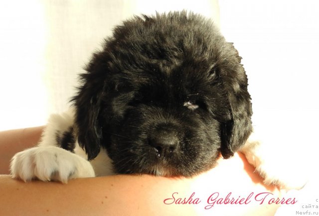 Фото: ньюфаундленд Саша Габриэль Торрес