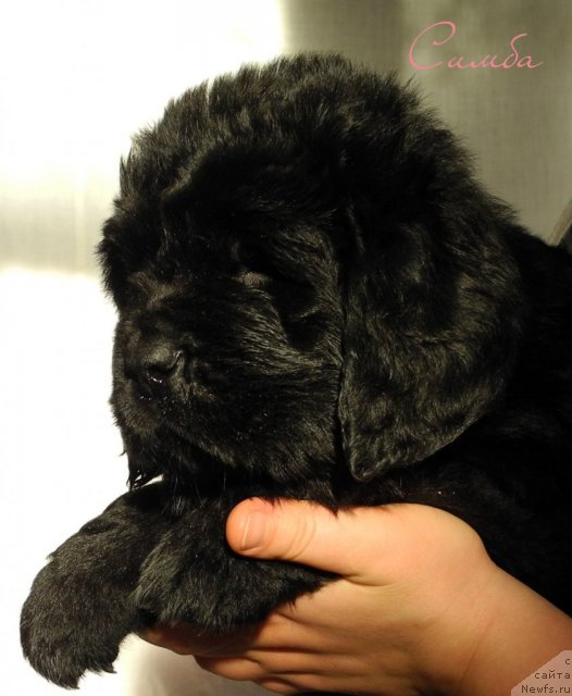 Фото: ньюфаундленд Симба Де Лорес