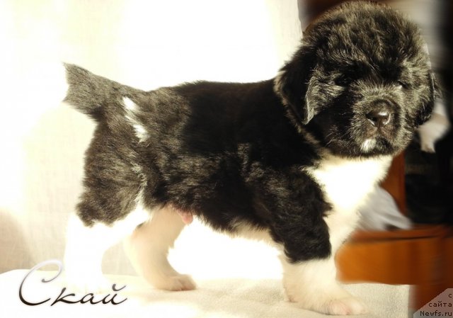 Фото: ньюфаундленд Скайуокер Энакин Джедай