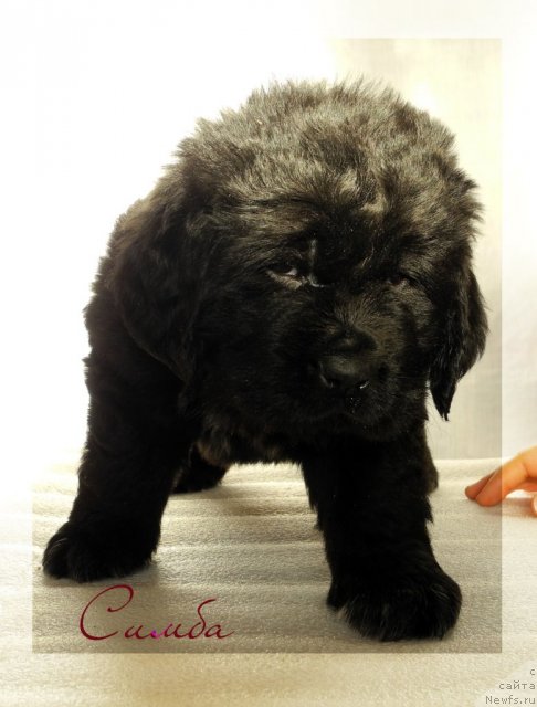 Фото: ньюфаундленд Симба Де Лорес