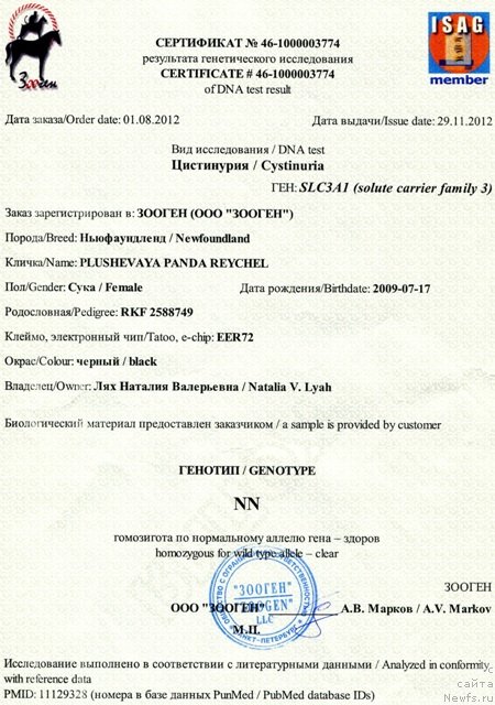 Фото: ньюфаундленд Плюшевая Панда Рейчел