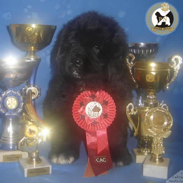 Фото: ньюфаундленд Питерньюф Жизнь Хороша (Piternyuf Zhizn' Horosha)