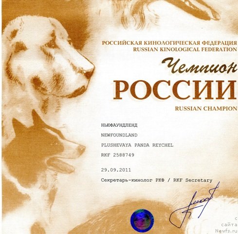 Фото: ньюфаундленд Плюшевая Панда Рейчел