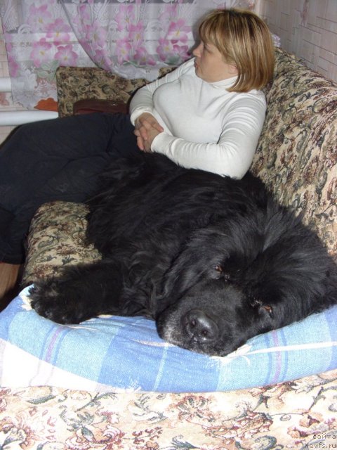 Фото: ньюфаундленд Глэд Ту Си Джипси, Лиля