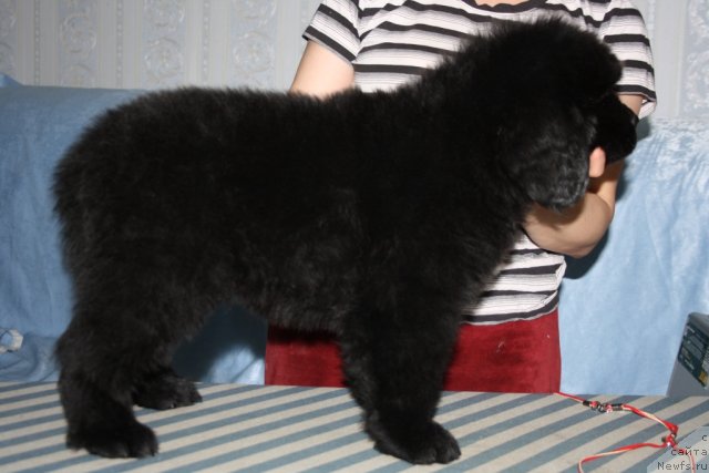 Фото: ньюфаундленд Ютуб Фор Ю