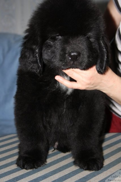 Фото: ньюфаундленд Ютуб Фор Ю