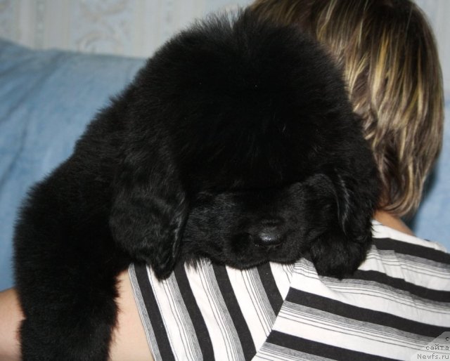 Фото: ньюфаундленд Ютуб Фор Ю