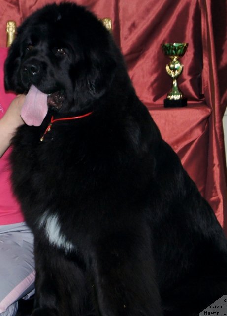 Фото: ньюфаундленд Плюшевая Панда Удивительная Кейт (Plushevaya Panda Udivitelnaja Kejt)