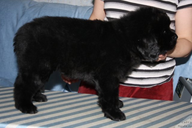 Фото: щенок[d8365], и, ньюфаундленд Бегущая по Волнам Зеро Коол