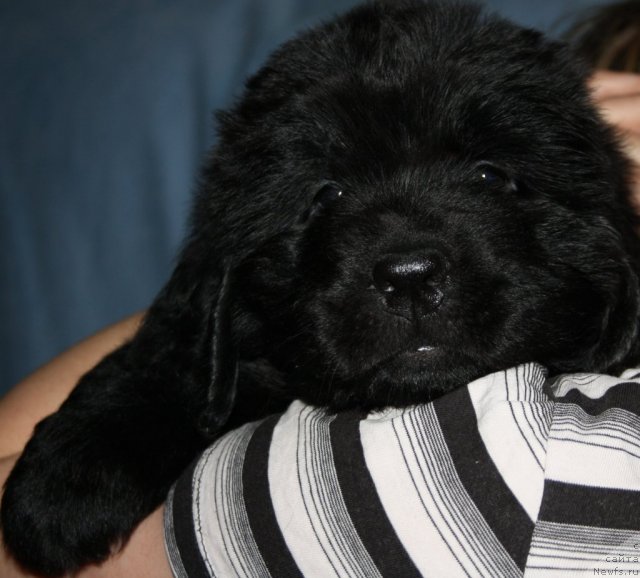 Фото: щенок[d8365], и, ньюфаундленд Бегущая по Волнам Зеро Коол