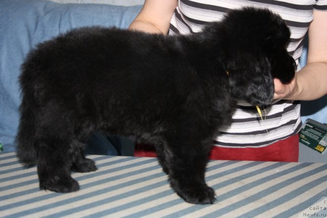 Фото: ньюфаундленд Янтарная Мечта