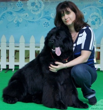 Фото: ньюфаундленд Плюшевая Панда Удивительная Кейт (Plushevaya Panda Udivitelnaja Kejt), Вероника Лебедева