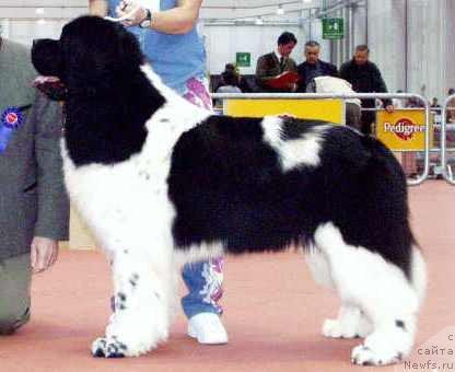 Фото: ньюфаундленд Lotgardens The Talented Talisman