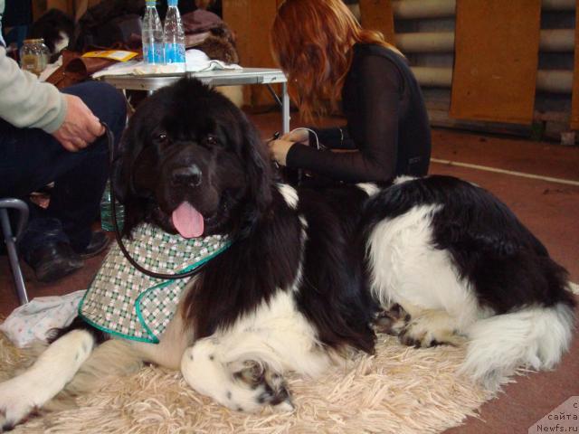 Фото: ньюфаундленд Маг Исполин Император