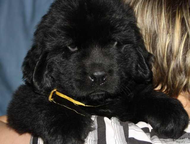 Фото: ньюфаундленд Янтарная Мечта