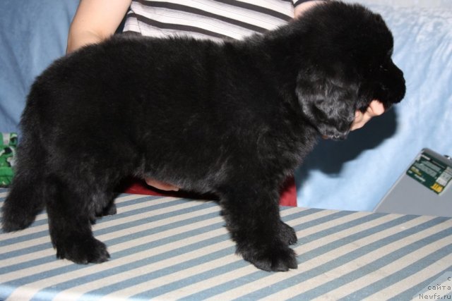 Фото: щенок, ньюфаундленд Fortuna of Giant's Island, и, ньюфаундленд Бегущая по Волнам Зеро Коол