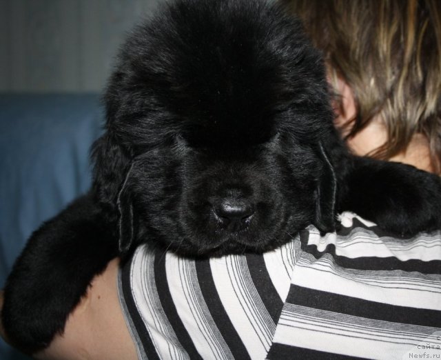 Фото: щенок, ньюфаундленд Fortuna of Giant's Island, и, ньюфаундленд Бегущая по Волнам Зеро Коол