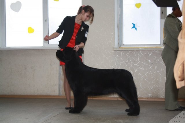 Фото: ньюфаундленд Белкондер-Клаб Угли-Бугли (Belkonder-Club Ugli-Boogli)