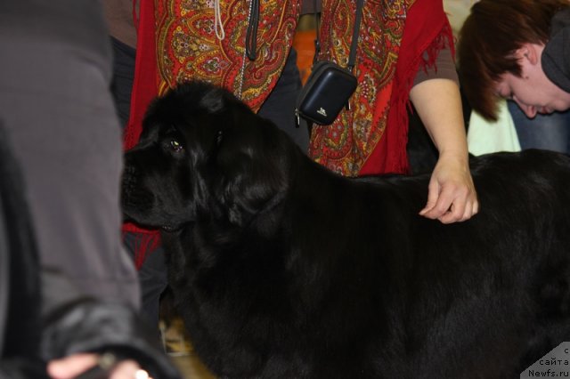 Фото: ньюфаундленд Топтыжка Сияние от Айсберга